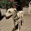 Harika Karakteri Olan Bu Arkadaşa Kalıcı Yuva Arıyoruz