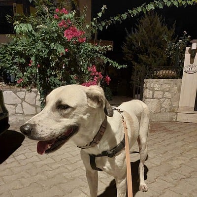 Köpek sokakta, bizim patilerimizin kahramanı ol, sokakta patilerimizle birlikteyiz.