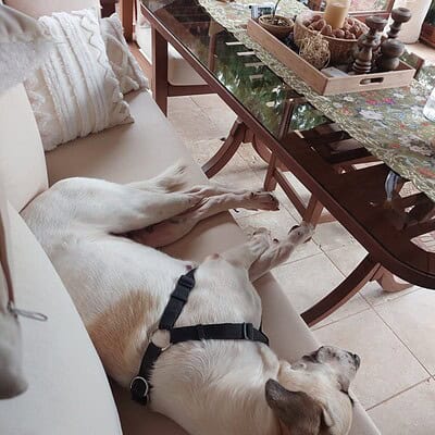 Sokakta patilerimizle kahraman ol, bizim patilerimizle sokakta kahraman ol, evde uyuyan köpek, sevimli köpek, evcil hayvan, köpek uyku pozisyonu, rahat köpek, köpek yatarken, köpekler, ev hayvanları,.